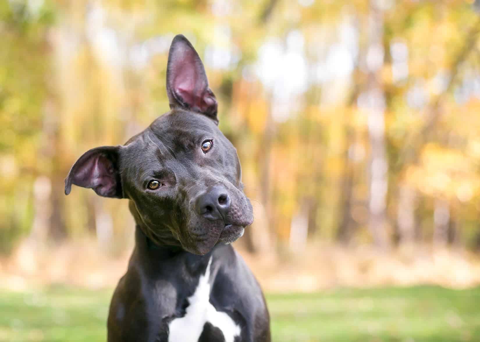 A Closer Look into Hearing Loss in Dogs and Dog Hearing Tests